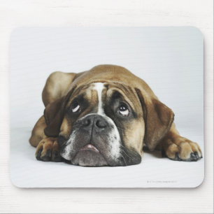 Tapis De Souris Portrait de vieux Tyme bouledogue de Dorset