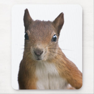 Tapis de souris portrait d'écureuil