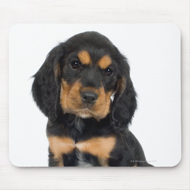 Tapis De Souris Portrait du studio du chiot Rottweiler (Devant)