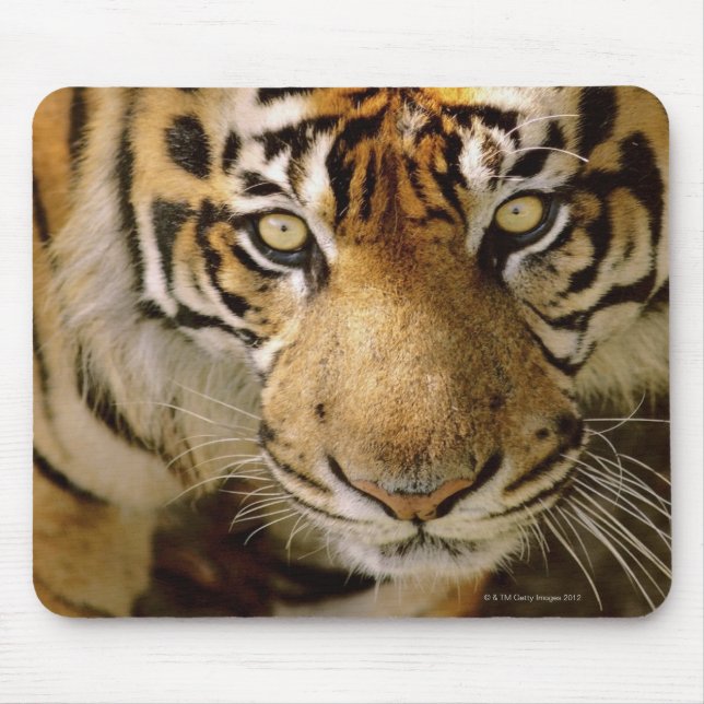 Tapis De Souris Portrait du tigre (Devant)