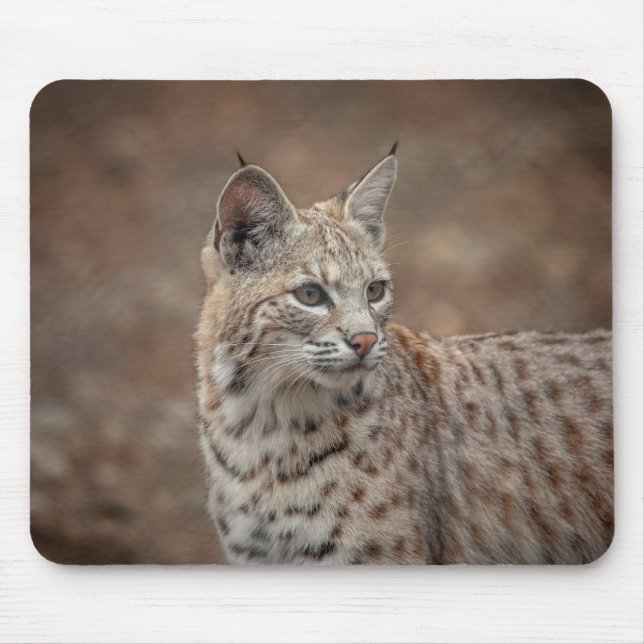 Tapis De Souris Portrait d'un Bobcat (Devant)