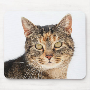 Tapis De Souris Portrait d'un chat