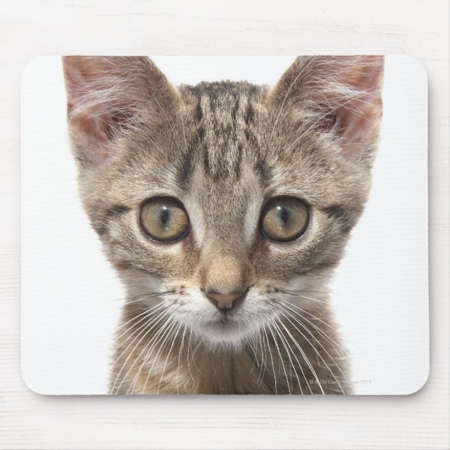 Tapis De Souris Portrait d'un chaton (Devant)