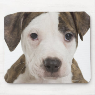 Tapis De Souris Portrait d'un chiot pitbull