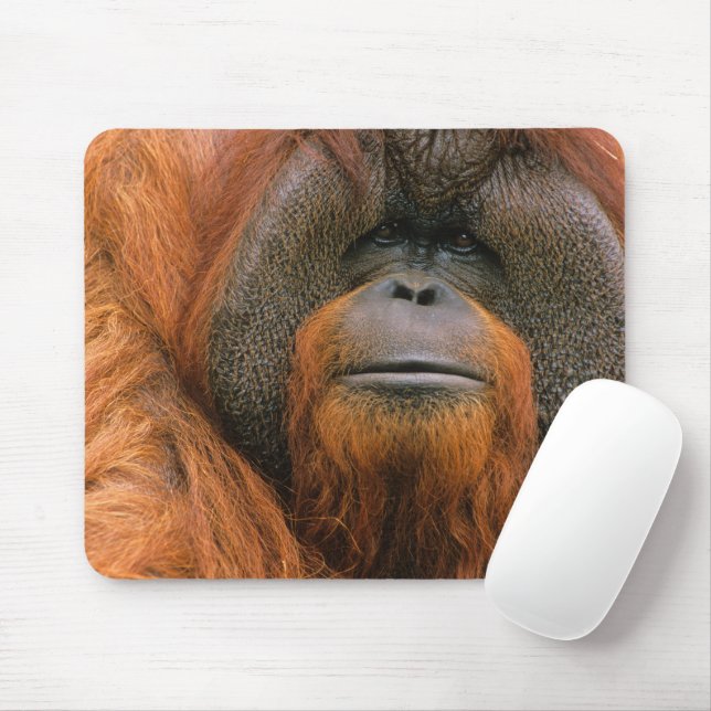 Tapis De Souris Portrait of Orang-utang Male, Georgia, USA (Avec souris)