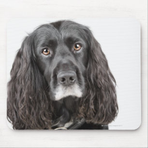 Tapis De Souris Portrait studio de cocker spaniel