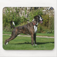 Position Brindle d'exposition canine de boxeur