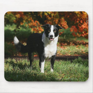 Tapis De Souris Position d'automne de border collie