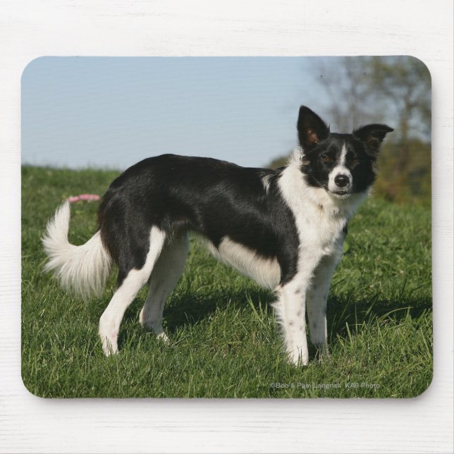 Tapis De Souris Position de border collie (Devant)