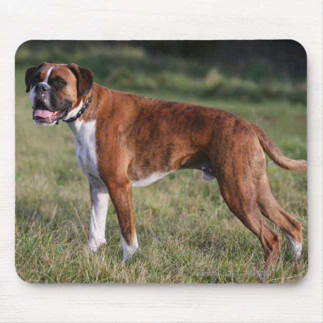 Tapis De Souris Position de chien de boxeur (Devant)