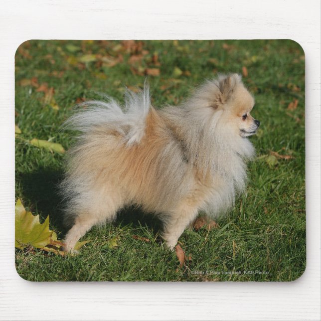 Tapis De Souris Position de Pomeranian (Devant)