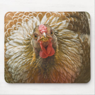 Tapis De Souris Poule lacée d'or de Wyandotte