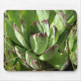 Tapis De Souris Poules et poussins (Sempervivum)