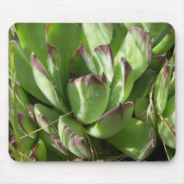 Tapis De Souris Poules et poussins (Sempervivum) (Devant)