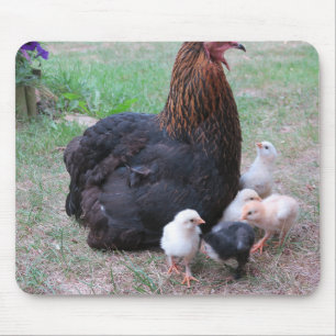 Tapis De Souris poulet, poussins, poulets, poussins, animal, oisea