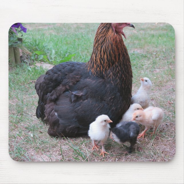 Tapis De Souris poulet, poussins, poulets, poussins, animal, oisea (Devant)