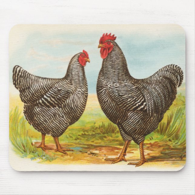 Tapis De Souris Poulets Mousepad de Plymouth Rock barrés par cru (Devant)