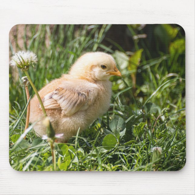Tapis De Souris poulets, poulet, volaille (Devant)