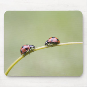 Tapis De Souris Poumons rouges sur la tige, Biei, Hokkaido, Japon