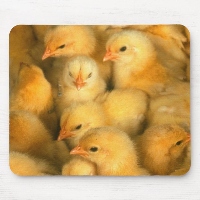Tapis De Souris Poussins de bébé (Devant)