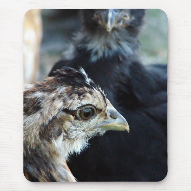 Tapis De Souris Poussins Mélangés de la Ferme (Devant)