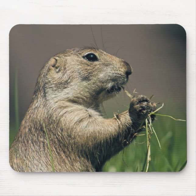 Tapis De Souris Prairie dog (Devant)
