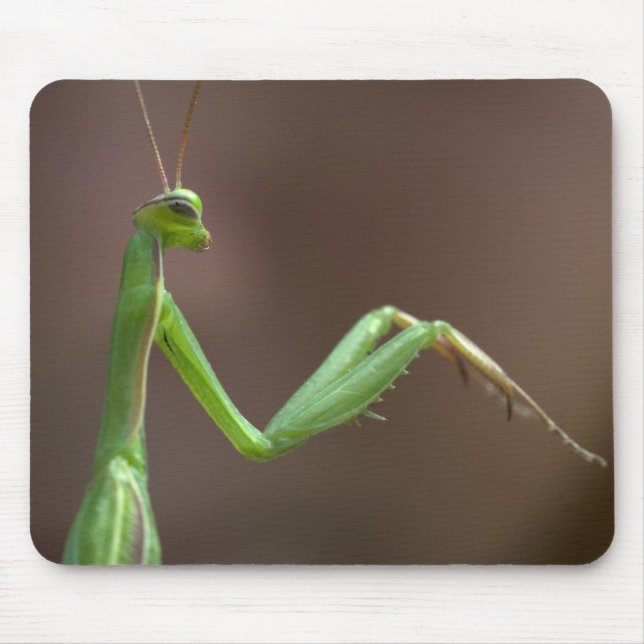 Tapis De Souris Praying Mantid (Devant)