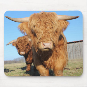 Tapis De Souris Près des vaches écossaises des Highlands
