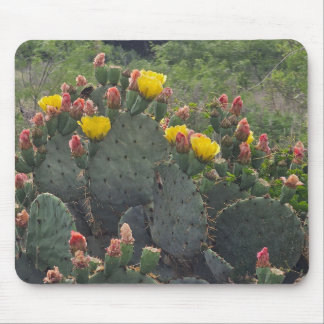 Tapis De Souris Prickly Pear Cactus