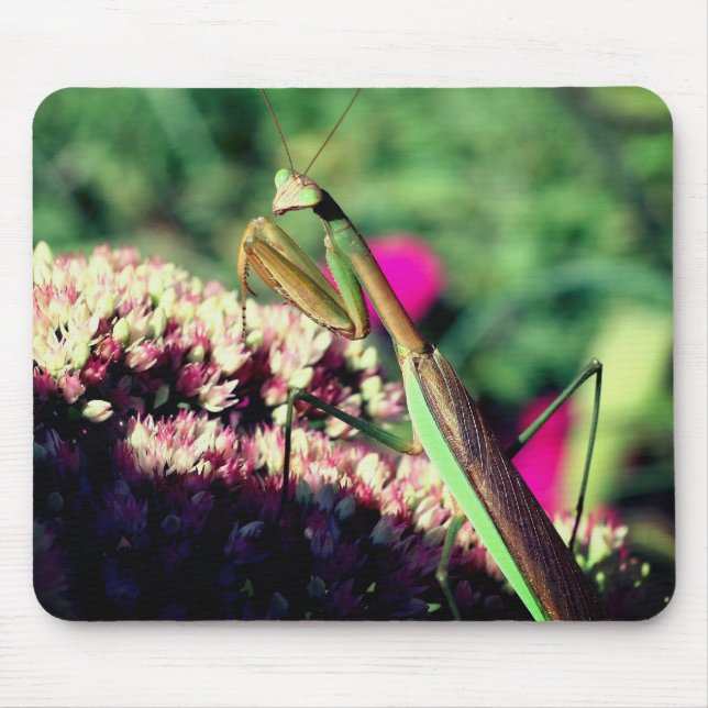 Tapis De Souris Prier Mantis Nature (Devant)