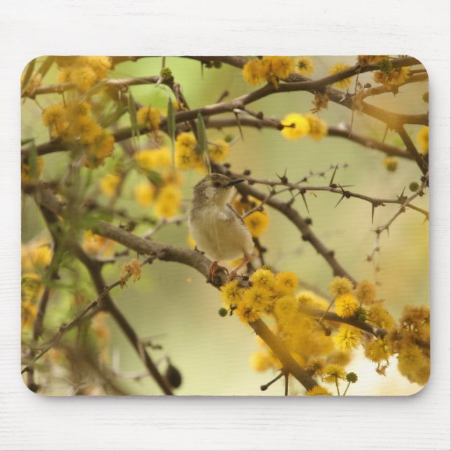 Tapis De Souris Prinia gracieux (Devant)