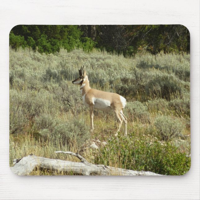 Tapis De Souris Pronghorn au Parc national de Grand Teton (Devant)