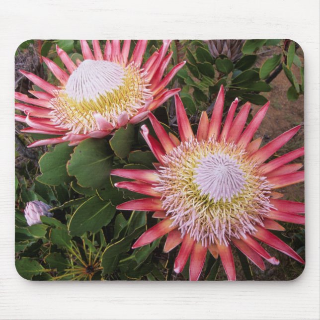 Tapis De Souris Protéa roi (Protea Cynaroides), Helderberg (Devant)