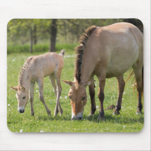 Tapis De Souris Przewalski's Horse and Foal Grazing