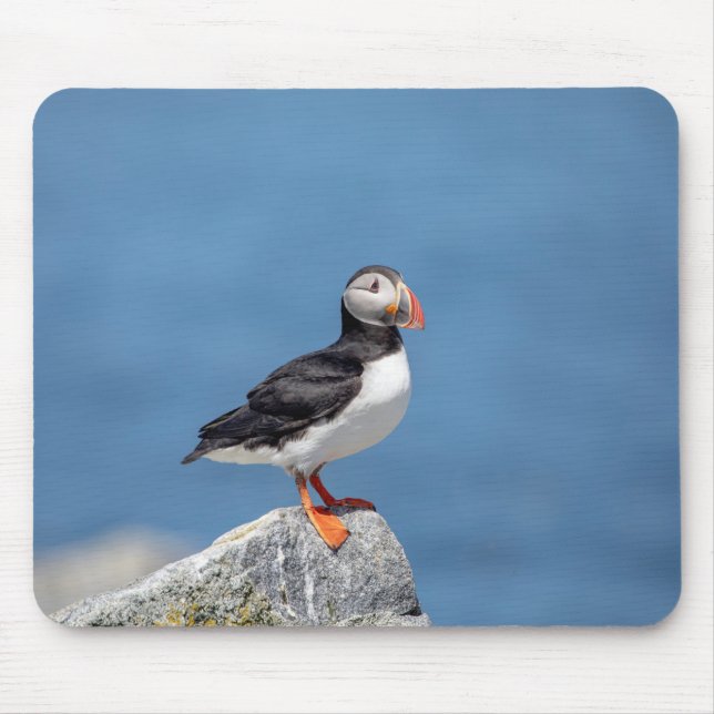 Tapis De Souris Puffin Atlantique en Machias, Maine (Devant)