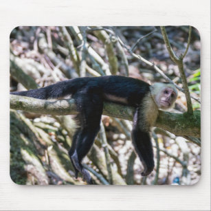 Accessoires High Tech Electroniques Singe Capucin Zazzle Fr