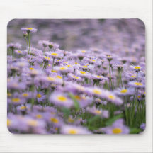 Purple Aster Flowers