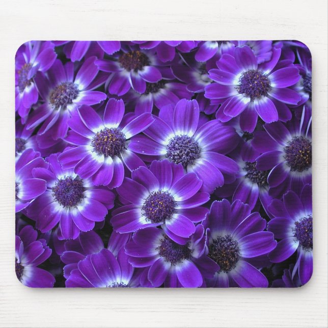 Tapis De Souris Purple cineraria (Devant)