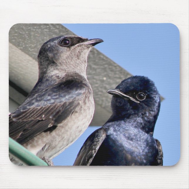 Tapis De Souris Purple Martin Pair (Devant)