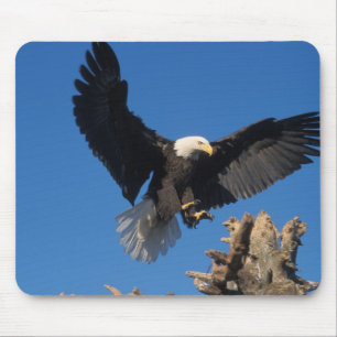Tapis De Souris pygargue à tête blanche, Haliaeetus leuccocephalus