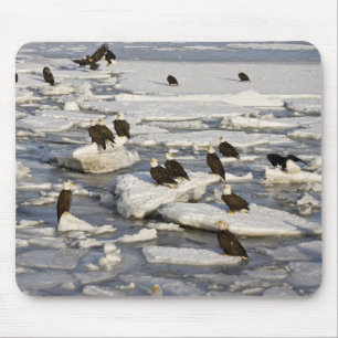 Tapis De Souris Pygargue à tête blanche, Haliaeetus leucocephalus,
