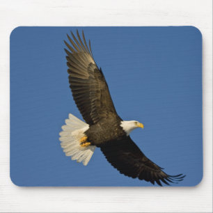 Tapis De Souris Pygargue à tête blanche, Haliaeetus leucocephalus,