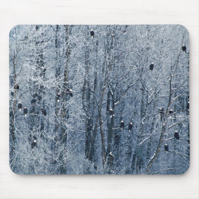 Tapis De Souris Pygargues à tête blanche (Devant)