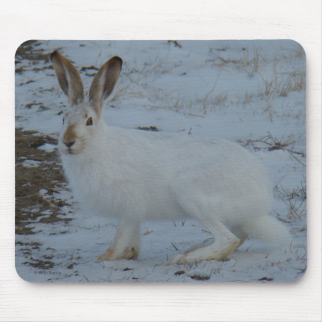 Tapis De Souris R23 Lièvre à Varies (Devant)