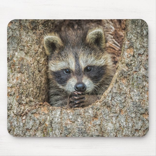 Tapis De Souris Raccon niché à l'intérieur d'un creux d'arbre (Devant)