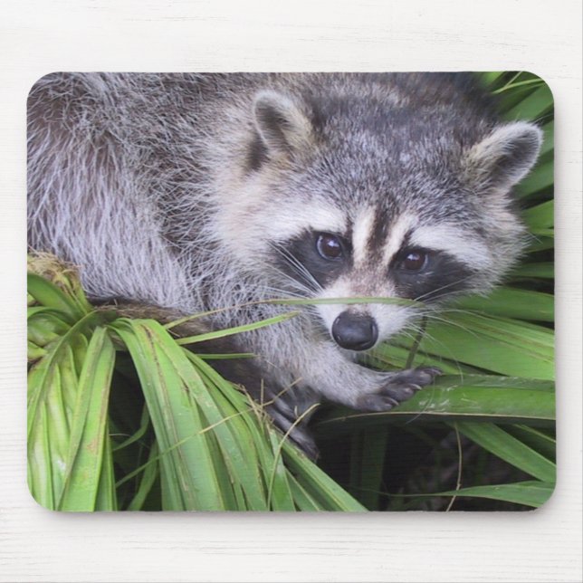 Tapis De Souris Raccoon (Devant)
