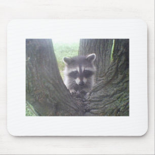 Tapis De Souris Raccoon dans l'arbre