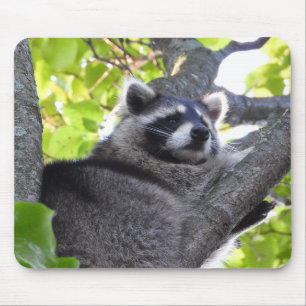 Tapis De Souris Raccoon pensif dans un arbre