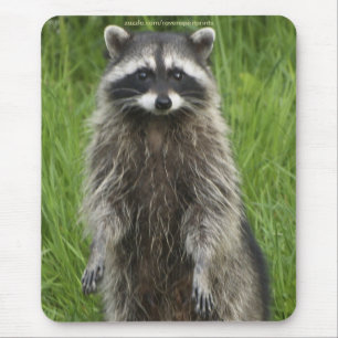 Tapis De Souris RACCOON WILDLIFE Mousepties