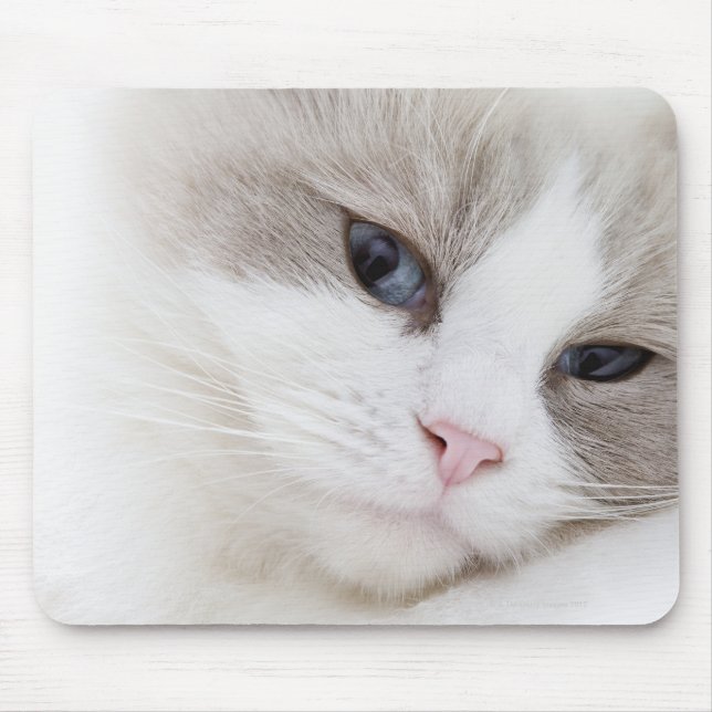 Tapis De Souris Ragdoll (Devant)